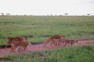 Afrika Savannah aslanlar