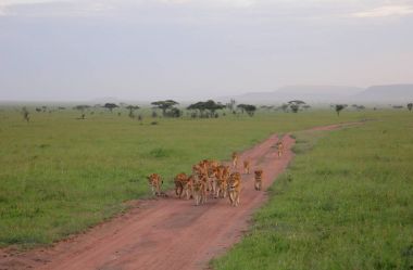 Üzerinde kuru manzara yürüyüş aslanlar