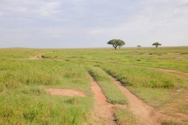 Afrika Savannah tozlu yol