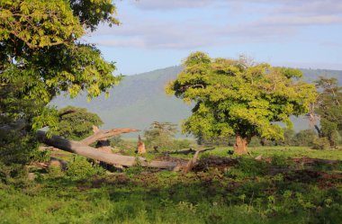 Lionesses Afrika Savannah