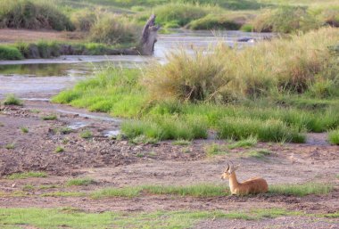 Afrika savana dinlenme antilop