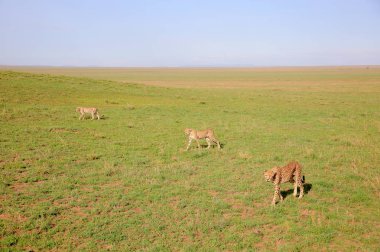 Young Cheetahs hunting 