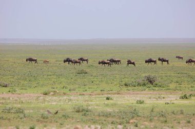 Vahşi Texas'ın Afrika Savannah