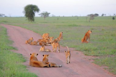 Afrika savana vahşi kediler