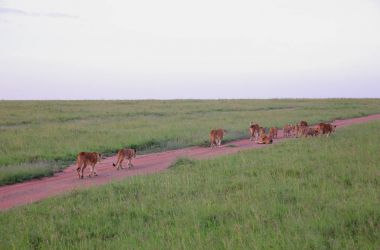 Afrika Savannah aslanlar