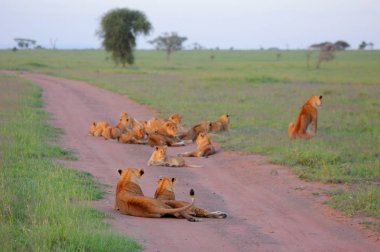 Tozlu yolda dinlenme aslanlar
