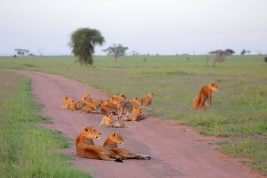 Tozlu yolda dinlenme aslanlar