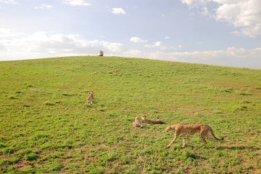 Cheetahs çekim fotoğrafçılar