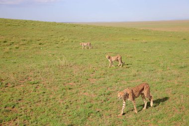 Afrika savanasında çitalar grubu