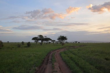 Afrika savana manzara