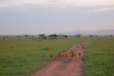 Afrika Savannah aslanlar