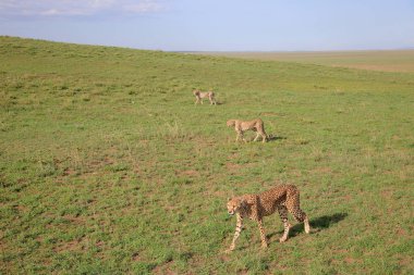 Afrika savanasında çitalar grubu