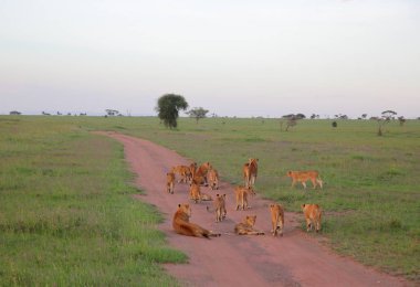 Afrika Savannah genç aslanlar 