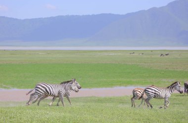 Afrika savana Zebras 