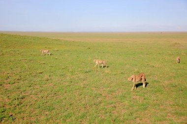 Young Cheetahs hunting 