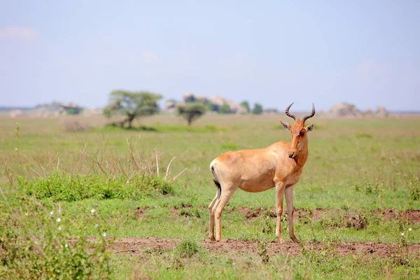 在非洲大草原中的羚羊 — 图库照片