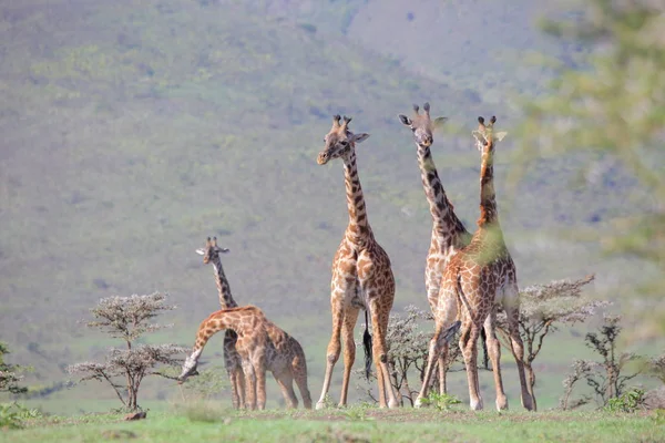 Gruppe junger Giraffen — Stockfoto