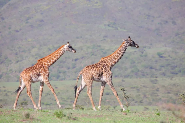 Deux girafes adultes — Photo