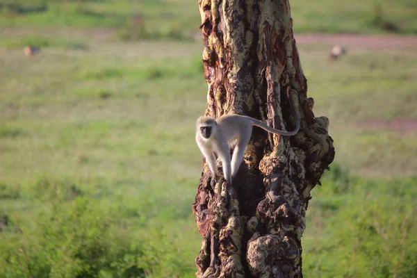 Apan sitter på trädet — Stockfoto