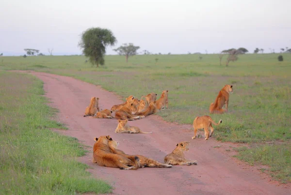 Wilde katten in de Afrikaanse savanne — Stockfoto