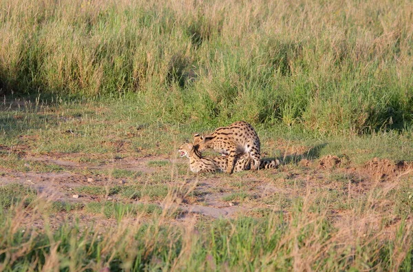 Сервальная кошка (Felis serval) отдыхает — стоковое фото