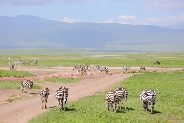 Zebry w afrykańskiej sawanny — Zdjęcie stockowe