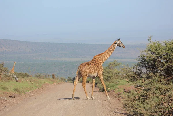 Girafe au parc national d'Etosha — Photo