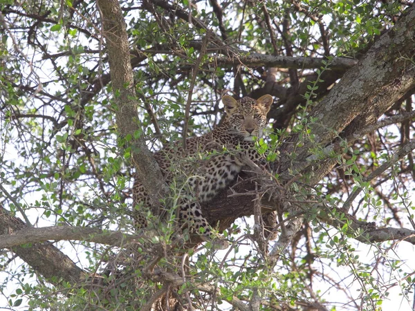 Гепард сидит на дереве — стоковое фото