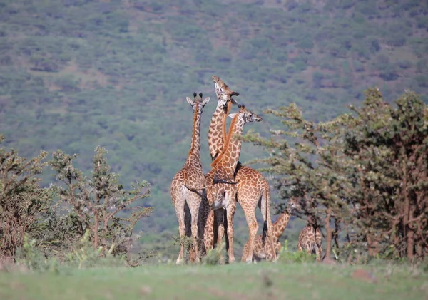Giraffen in Afrikaanse savanne — Stockfoto