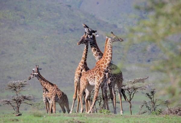 Groep van jonge giraffen — Stockfoto