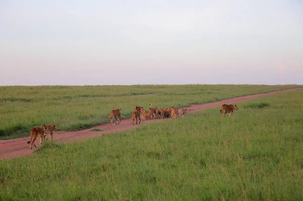 Leões em savana africana — Fotografia de Stock