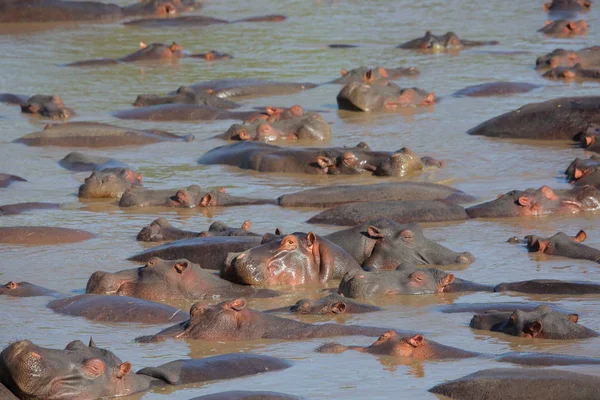 Hippos relaxant dans la rivière — Photo