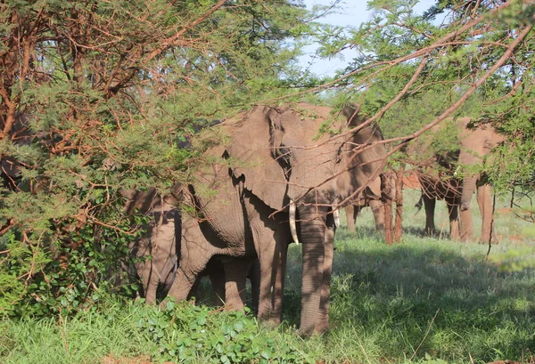Gruppe wilder Elefanten — Stockfoto
