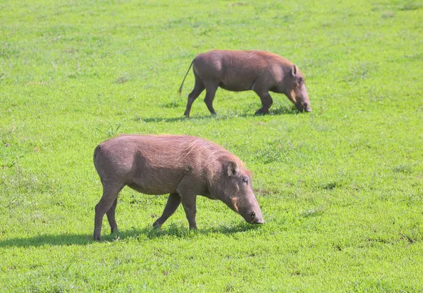 Sangliers dans la savane africaine — Photo