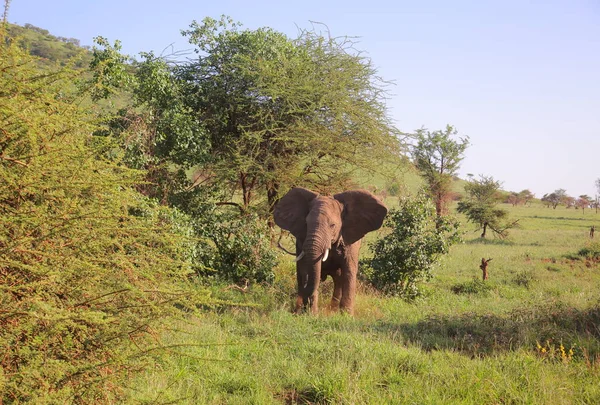 Слон ходит по траве — стоковое фото