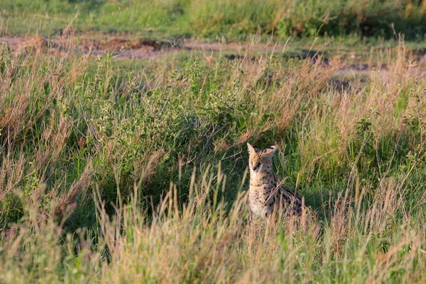Serval gato no ambiente natural — Fotografia de Stock