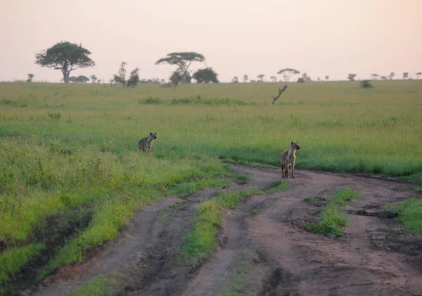 Iene maculate nella savana africana — Foto Stock