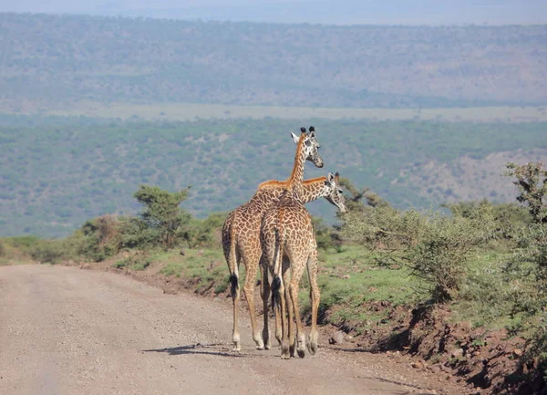 Dos jirafas adultas —  Fotos de Stock