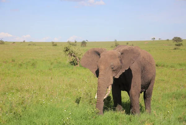 Junger Elefant frisst Gras — Stockfoto