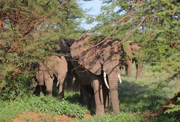 Group of wild elephants — Stock Photo, Image