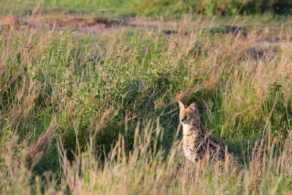 Сервальная кошка сидит в траве — стоковое фото