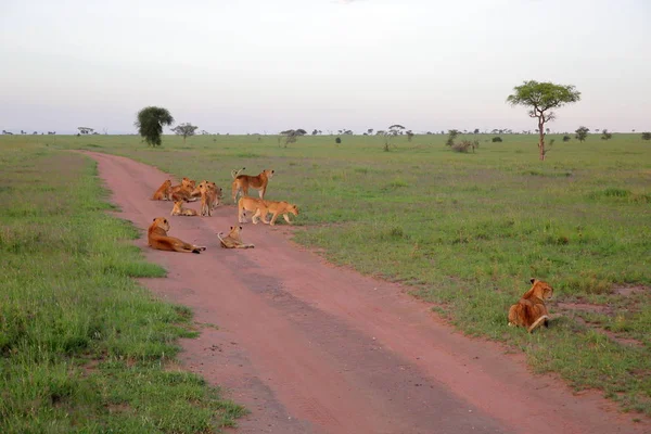 在非洲大草原的野生猫科动物 — 图库照片