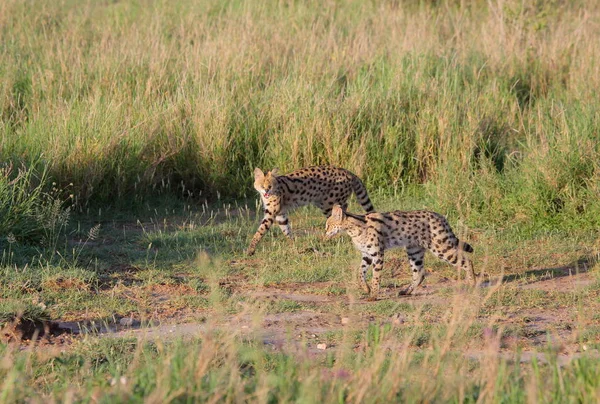 Играют сервальные кошки (Felis serval) — стоковое фото