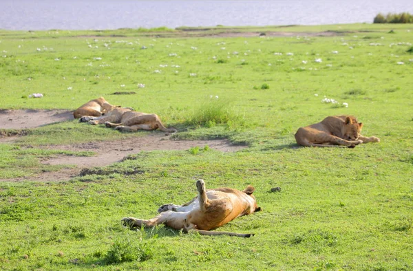 Lionesses in de Afrikaanse savanne — Stockfoto