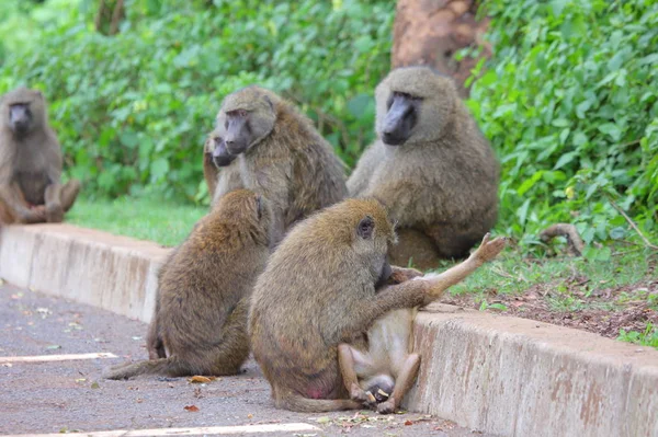 Macacos em savana africana — Fotografia de Stock