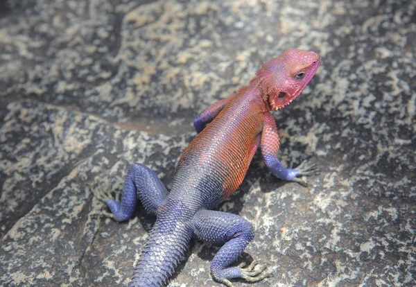 Lagarto de banho de sol em pedra — Fotografia de Stock