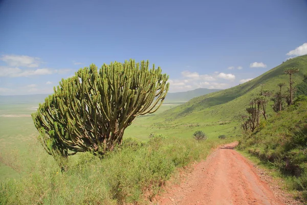 Afrika savana manzara — Stok fotoğraf
