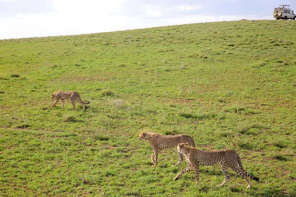 Fotógrafos disparando Cheetahs —  Fotos de Stock