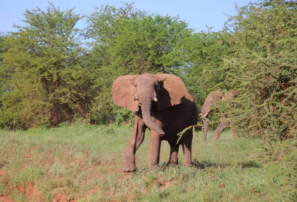 Afrikanische Elefantenherde — Stockfoto