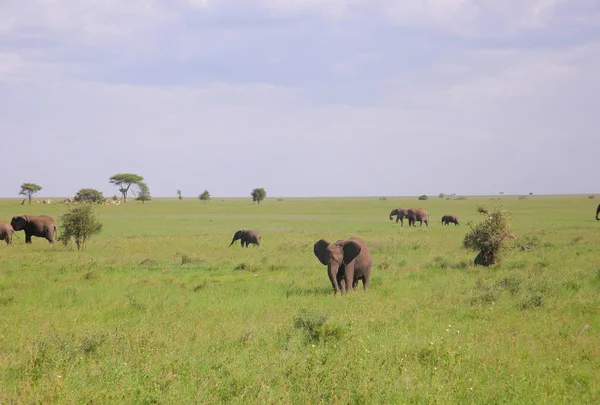 Группа выпаса слонов — стоковое фото